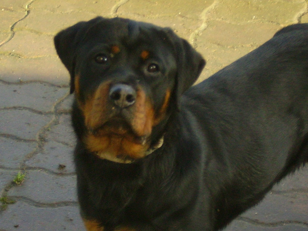 Bliska Die Leidenschaft Vom Hofhund
