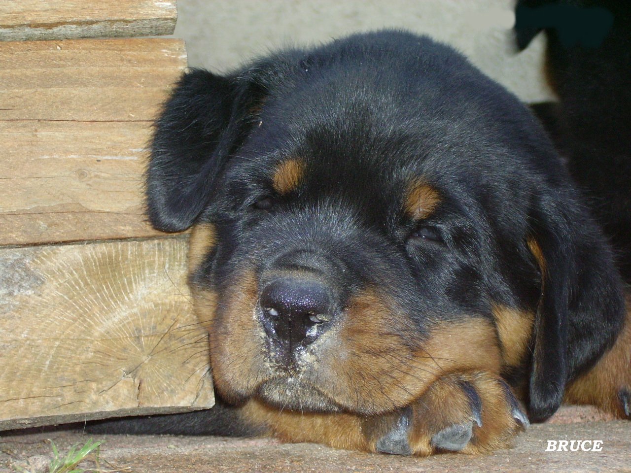 Bruce Die Leidenschaft Vom Hofhund