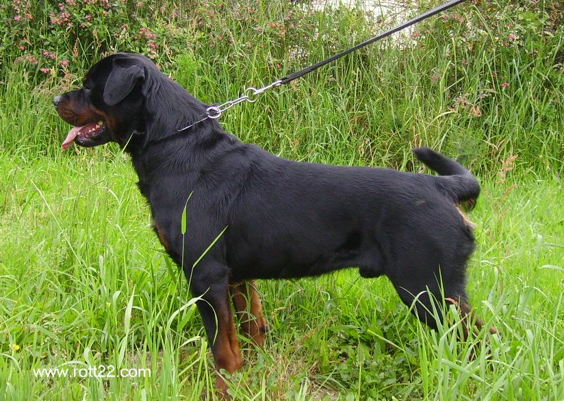 Asko Die Leidenschaft Vom Hofhund