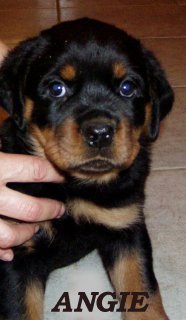Angie Die Leidenschaft Vom Hofhund