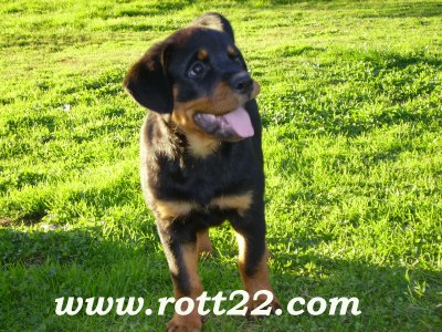 Bea Die Leidenschaft Vom Hofhund