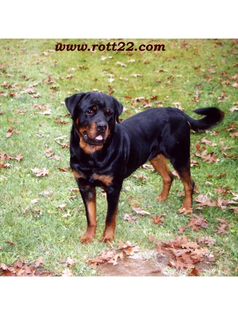 Agon Die Leidenschaft Vom Hofhund