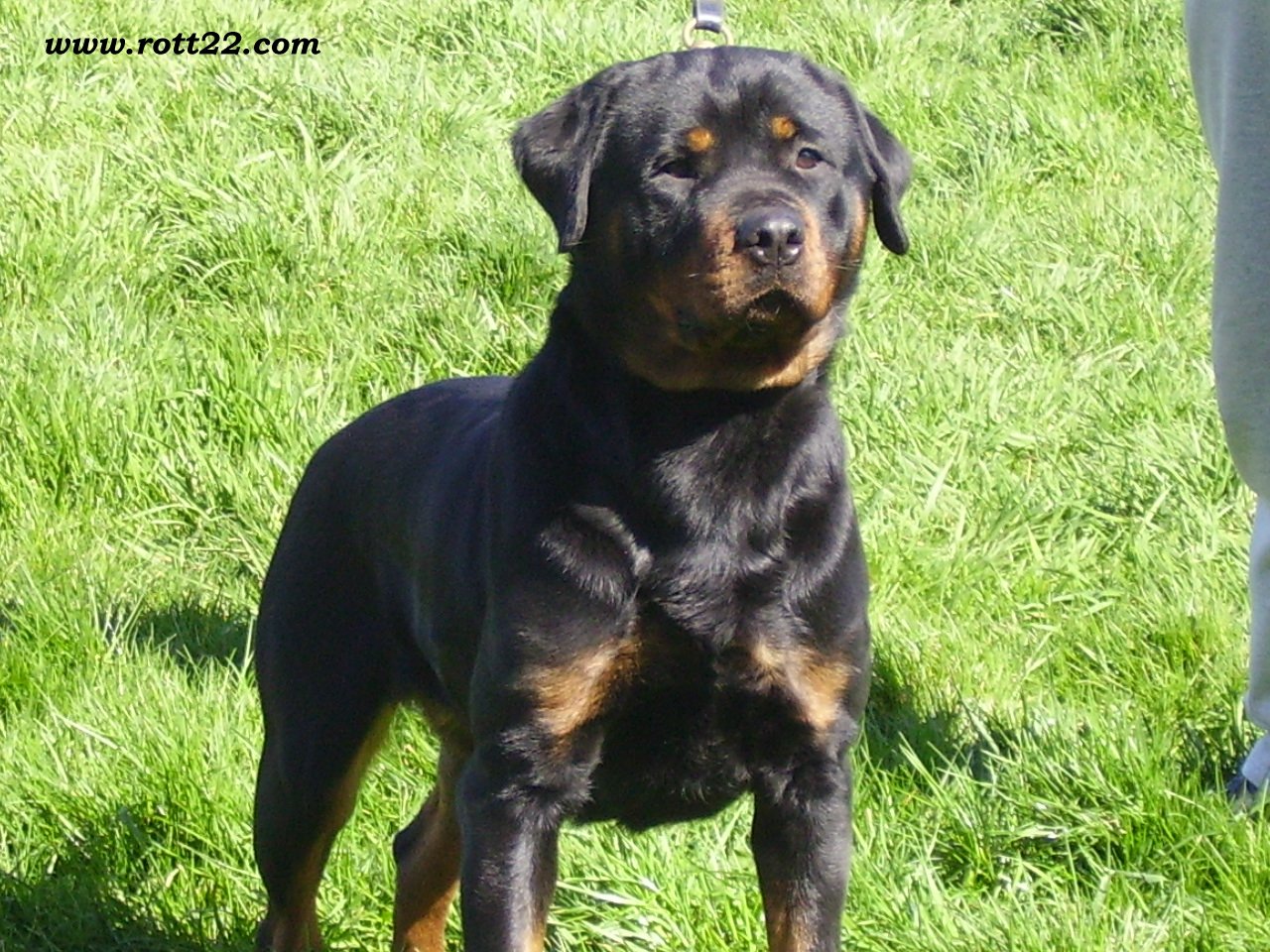 Alya Die Leidenschaft Vom Hofhund