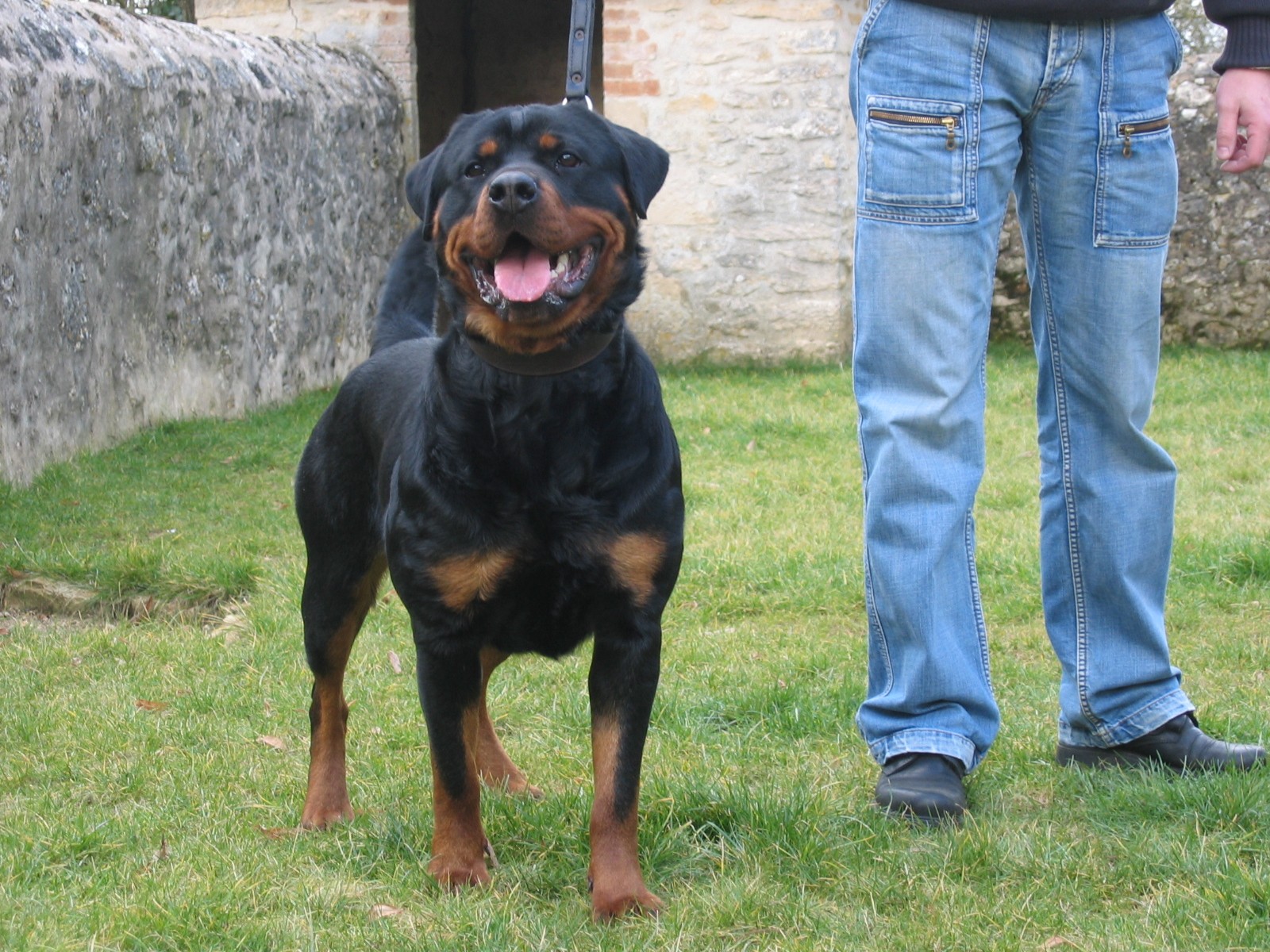 Voda Die Leidenschaft Vom Hofhund