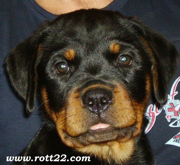 Bahia Die Leidenschaft Vom Hofhund