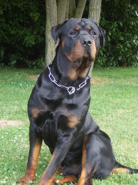 A'mambo Die Leidenschaft Vom Hofhund