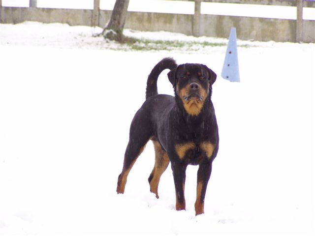 Végas Die Leidenschaft Vom Hofhund