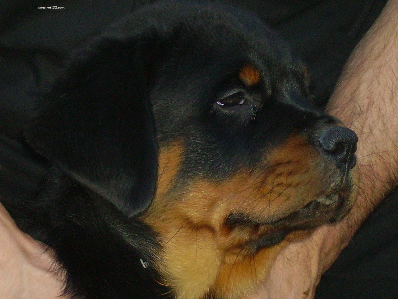 Backo Die Leidenschaft Vom Hofhund