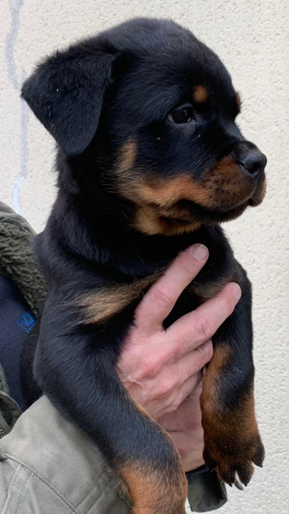 Silas Die Leidenschaft Vom Hofhund