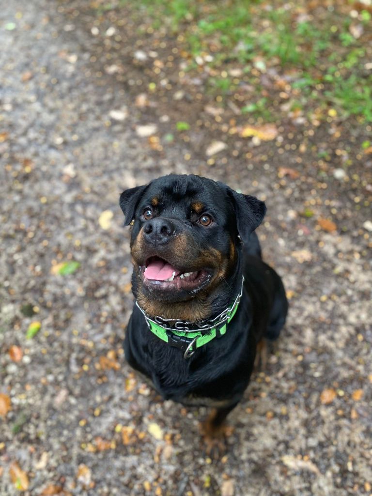 Sanka Die Leidenschaft Vom Hofhund