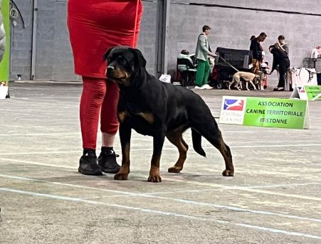 S'massaï Die Leidenschaft Vom Hofhund