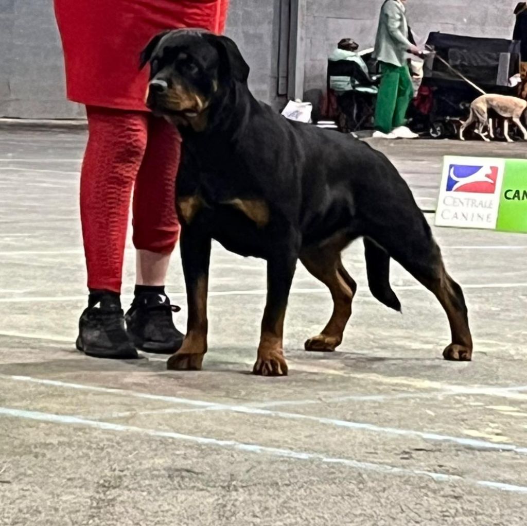S'massai Die Leidenschaft Vom Hofhund