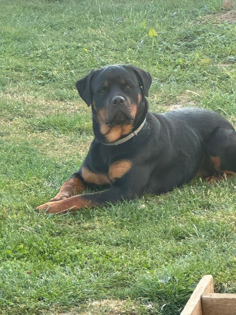 Valka Die Leidenschaft Vom Hofhund