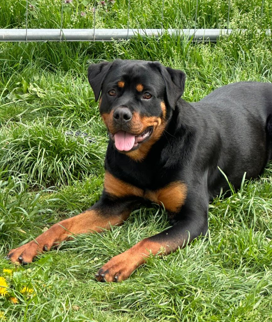 Vicky Die Leidenschaft Vom Hofhund