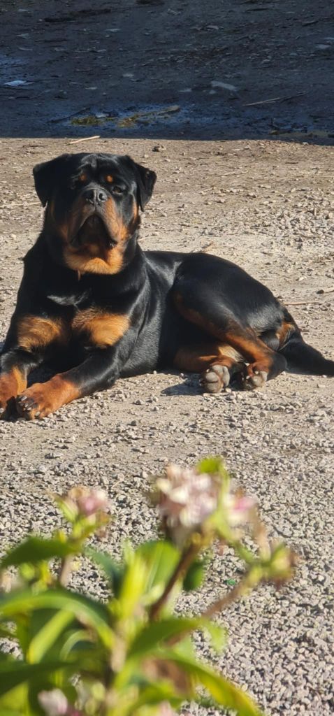 Végas Die Leidenschaft Vom Hofhund