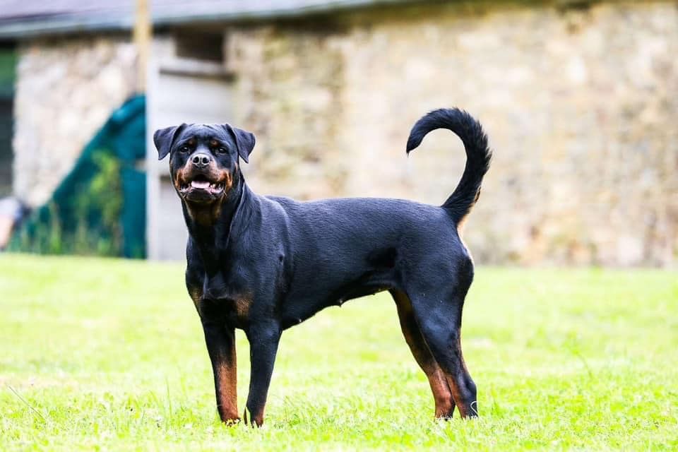 Saya Die Leidenschaft Vom Hofhund