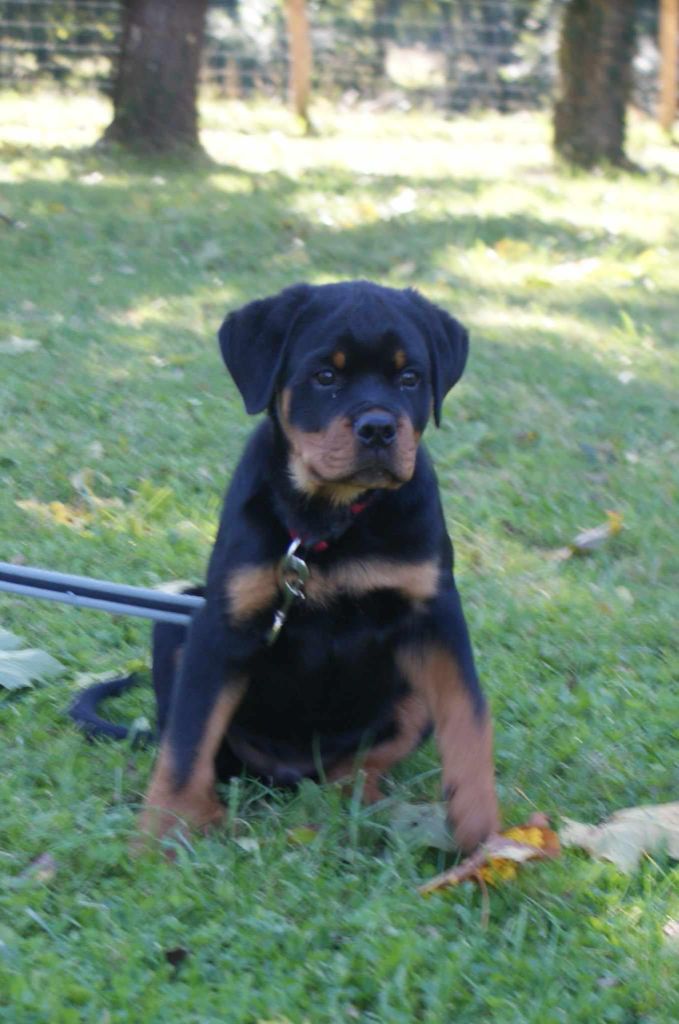 Vador Die Leidenschaft Vom Hofhund