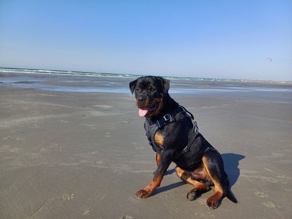 Viking Die Leidenschaft Vom Hofhund
