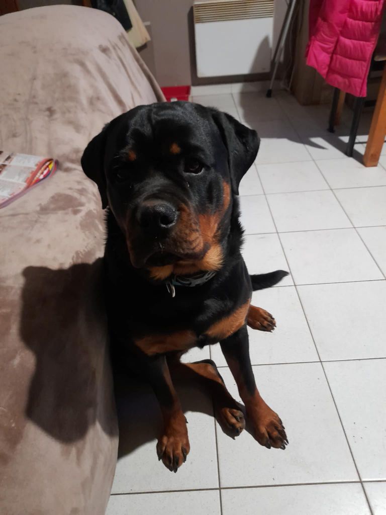 Vayana Die Leidenschaft Vom Hofhund