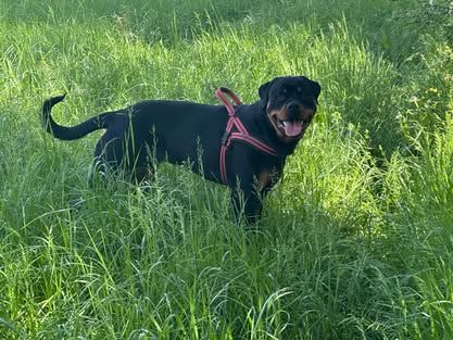 Vasco Die Leidenschaft Vom Hofhund