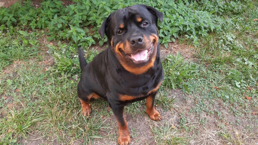 Simba Die Leidenschaft Vom Hofhund