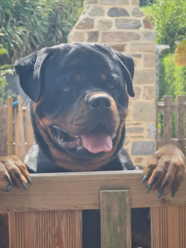 Végas Die Leidenschaft Vom Hofhund